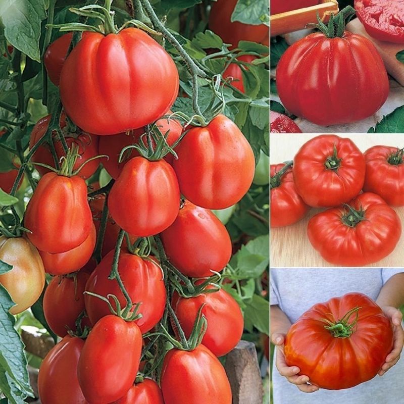 100 Sementes de Tomate Enruguento Vermelho.