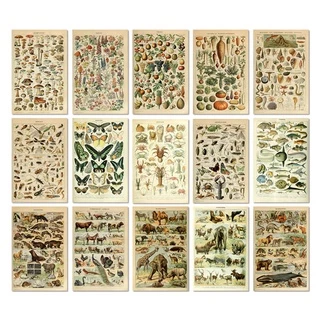 Animal Botônica Educacional Poster Borboleta Do Vintage Cartazes E Cópias De Frutas Pintura Da Lona Imagem Vegetal