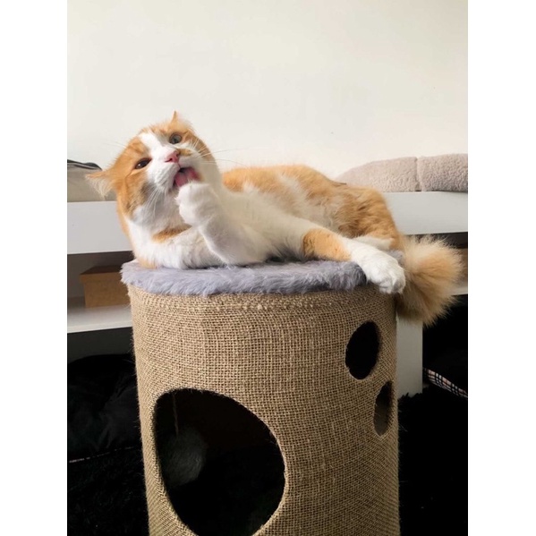 Jogo 8 Apoio De Chopp Linha Cat Presente Para Amantes De Gatos Redondo