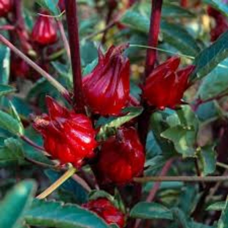 Sementes Vinagreira Hibisco Hibiscus Sabdariffa Para Plantio Shopee Brasil