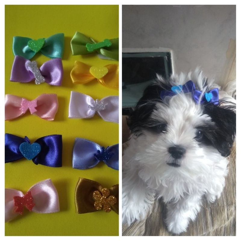 Laço borboleta Adesivo P Pet Banho e Tosa Cachorro Gato Shitzu ...