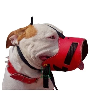 Cachorros Filhotes Chow Chow e Vira Lata: Onde Comprar | BuscaProdutos