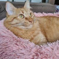 renatabotucatu