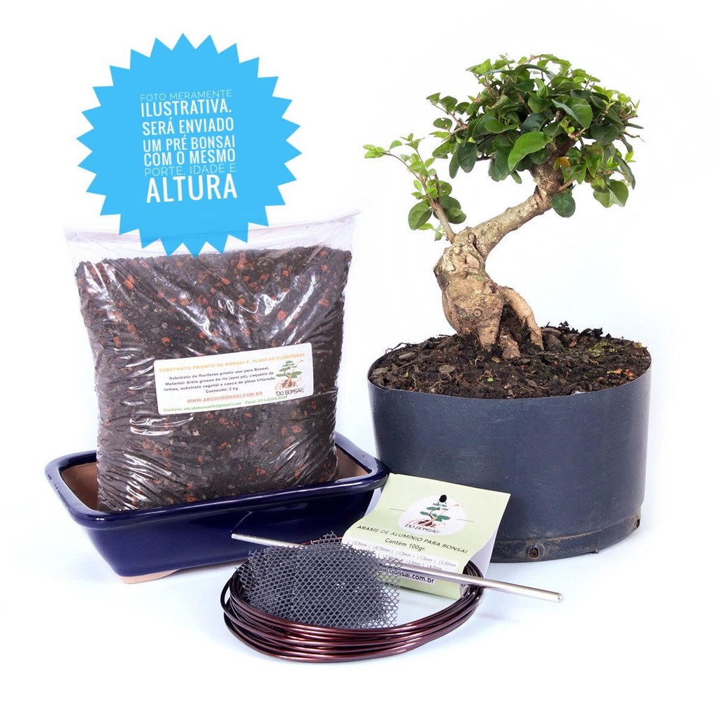 Kit Completo de Bonsai para Iniciantes Meu Primeiro Bonsai