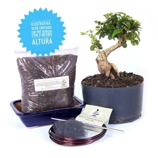 Kit Completo de Bonsai para Iniciantes - Meu Primeiro Bonsai Ligustrinho - Abc do Bonsai