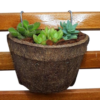 Meio Vaso de Parede Nº12 Fibra de Coco Suculentas e Plantas