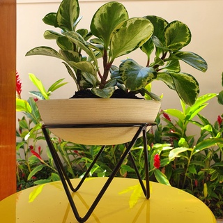Suporte Tripé de Ferro para Vasos Bacias de 20cm Plantas de Chão