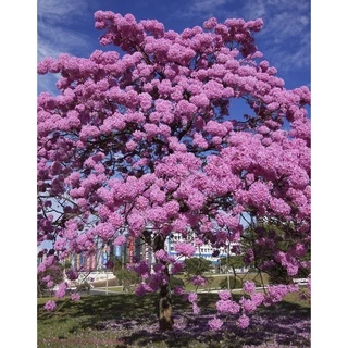 30 Sementes Ipê Rosa Tabebuia Pentaphylla Árvore Flor Jardim