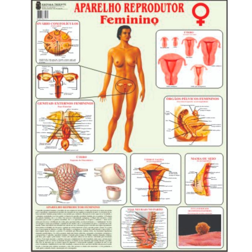 Mapa Sistema Reprodutor Feminino Do Corpo Humano 120 X 90 Cm