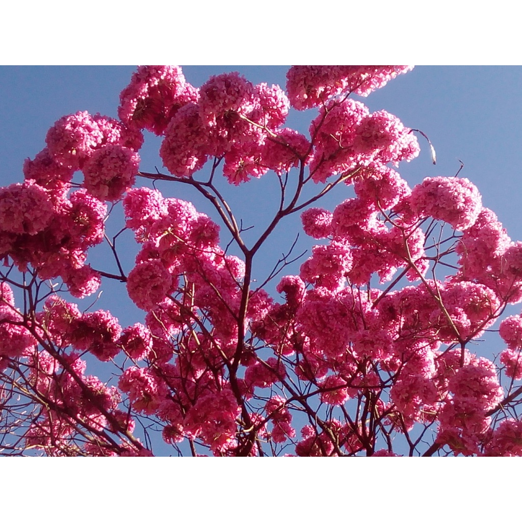 50 Sementes Ipê Rosa Tabebuia Pentaphylla Árvore Para Mudas | Shopee Brasil