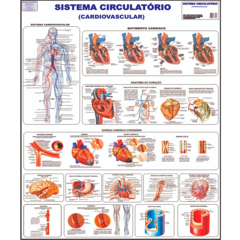 Sistema Circulatório Mapa Poster Anatomia Corpo Humano Medicina Shopee Brasil 8563