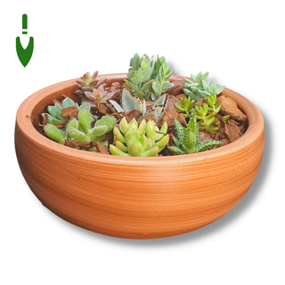 Vaso Bacia Arranjos de Cactos e Suculentas 26x10 Cor Tabaco