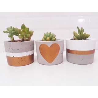 cactos em vasos isolados no fundo branco. cacto com vasos de terracota para  decoração de interiores em estilo cartoon. conceito de planta de casa  natural. ilustrações, ícones e design de interiores lisos