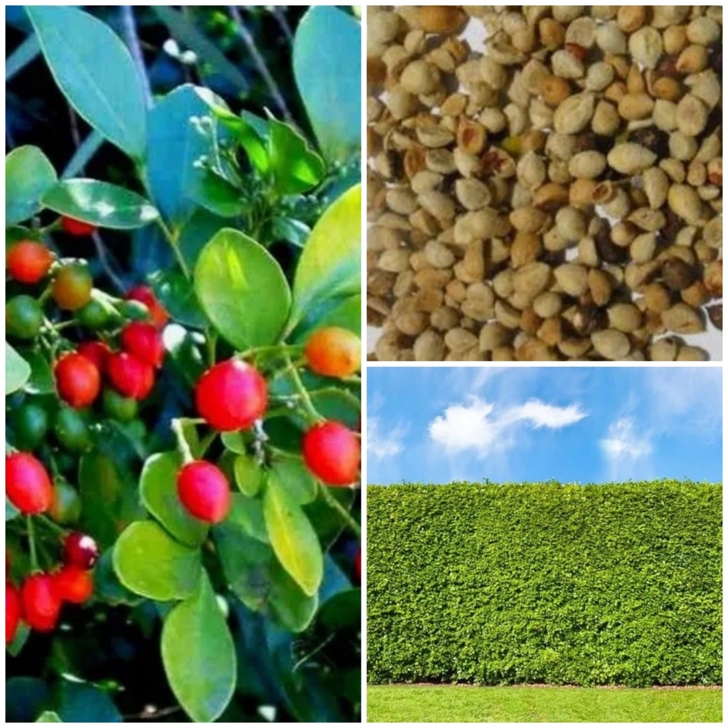 Kit 1000 Semente De Murta Para Cerca Viva Promoção !!!!