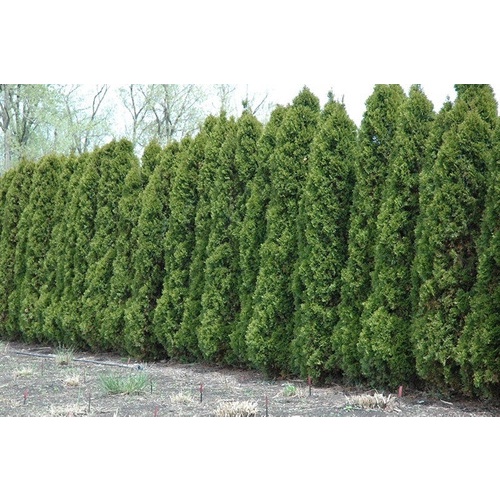 250 Sementes Cedrinho Cerca Viva P Muro Verde