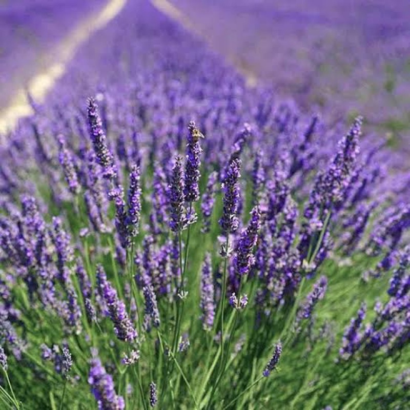 Manteiga Vegetal Lavanda (importada USA)