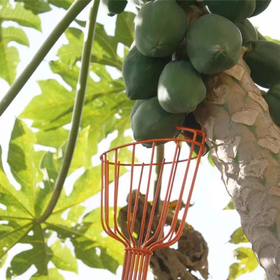 Colhedor Grande Para Frutas Leve Forte / colhedor Sem Cabo