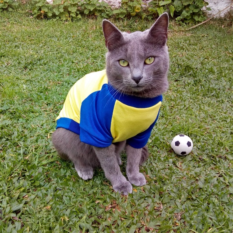 Cat Wearing Cat Football Kit Cat Football Jersey American Football