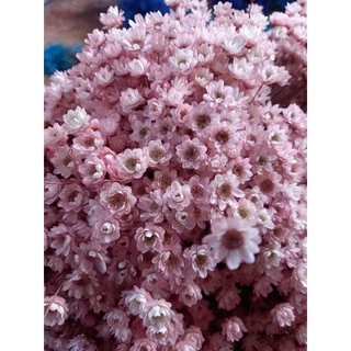 Sempre viva rosa bebê, kit com 1.000 flores secas , aproveite a promoção