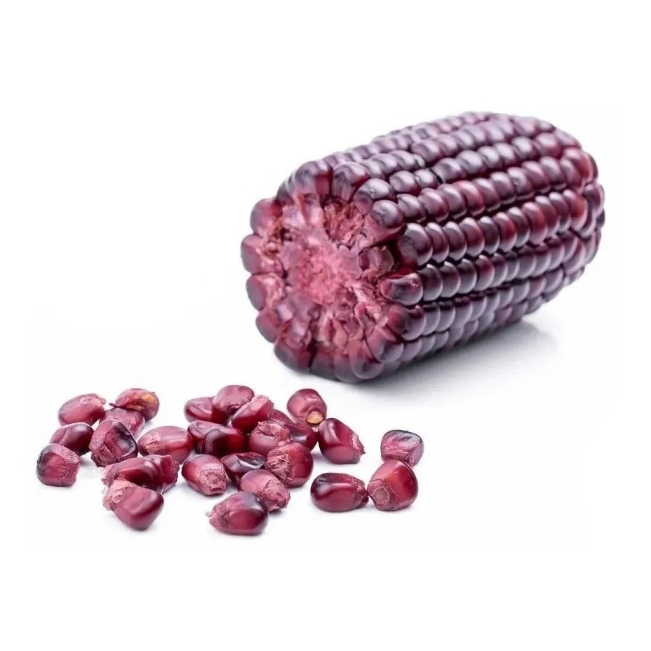 70 PEÇAS - Sementes do legítimo raro Milho Roxo exótico para plantar ...