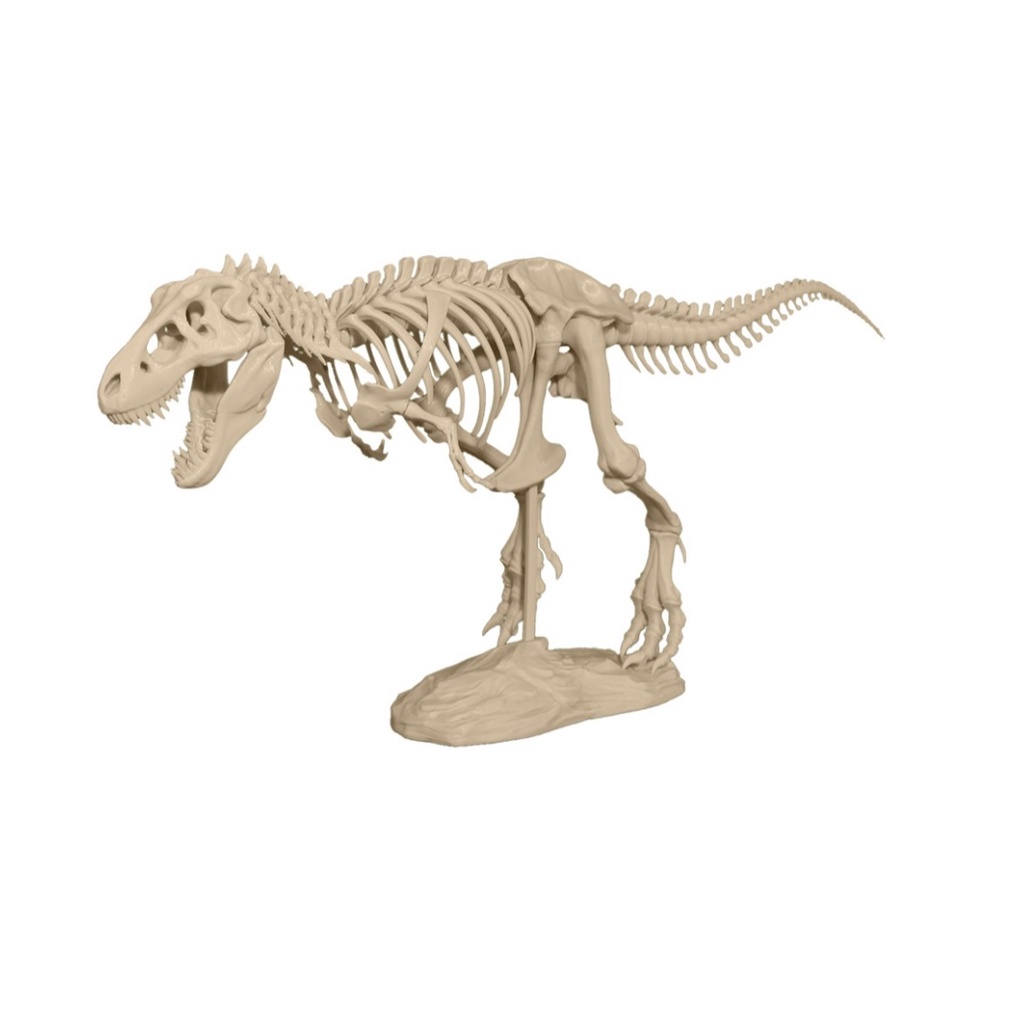 Wholesale Meu dino d27 tamanho original esqueleto do dinossauro t rex  modelos From m.alibaba.com