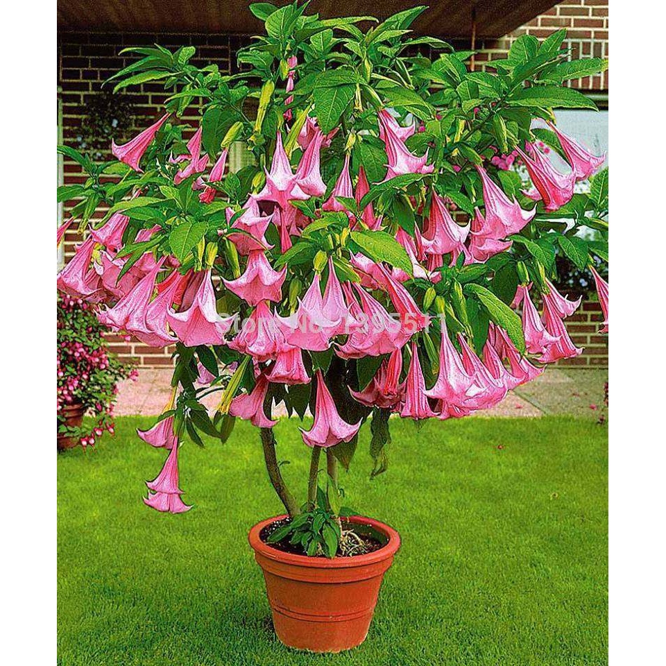 datura stramonium em Promoção na Shopee Brasil 2026