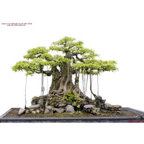 Bonsai Ficus Benghalensis 10 Sementes Figueira De Bengala