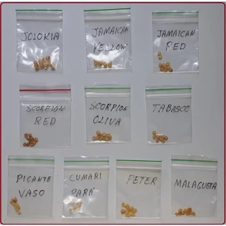 Sementes de Pimentas Picantes - Forte - 10 Espécies Diferentes