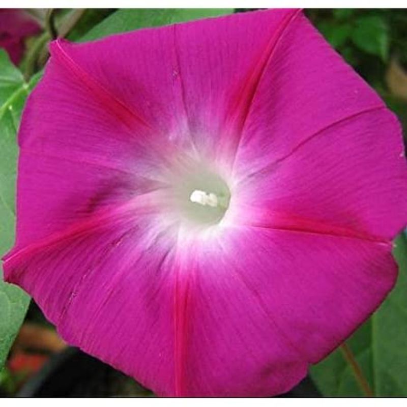 40 Sementes de Morning Glory Gloria da Manhã. | Shopee Brasil