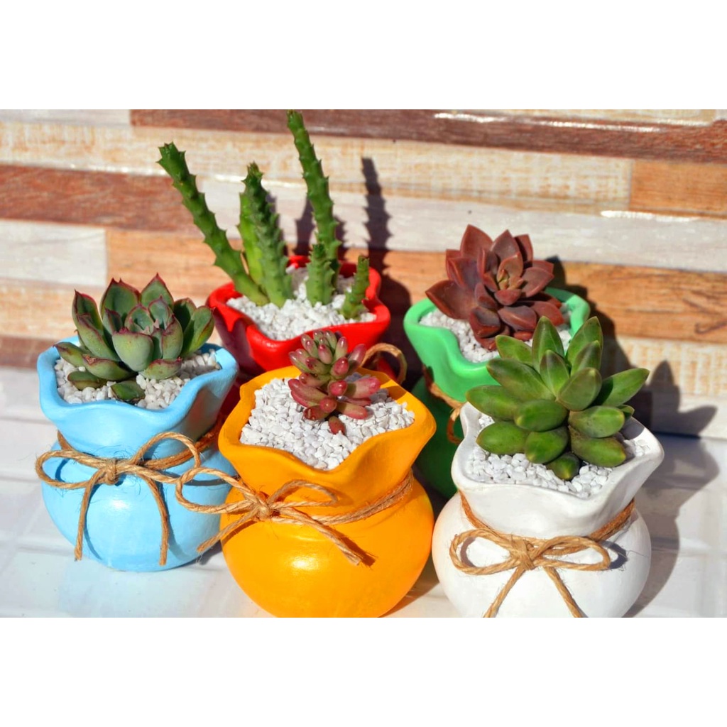 Vasos Saquinho para Lembrancinhas com Suculentas e Cactos - Kit com 5 ...