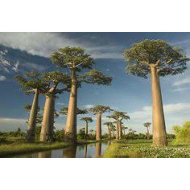 5 sementes de baobá africana