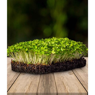 Semente Microverde de Rucula Tendência Cultivo 2g - Isla