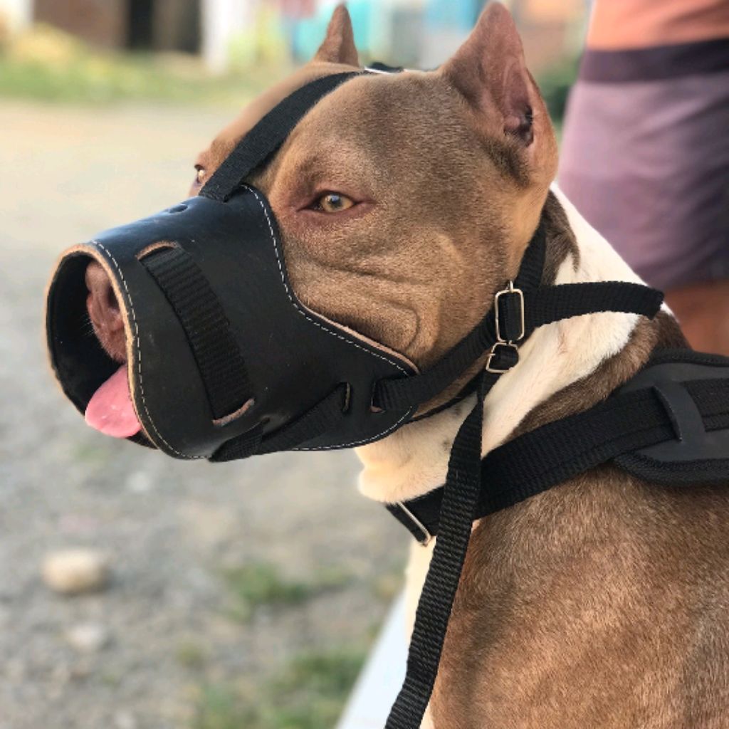 Coleira de cachorro de couro genuíno cravejada de luxo para pit bull  Doberman de raça grande G GG