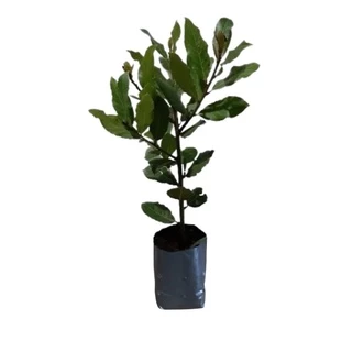 Saco Saquinho Para Mudas De Plantas 20x30Cm Com 100 Unidades
