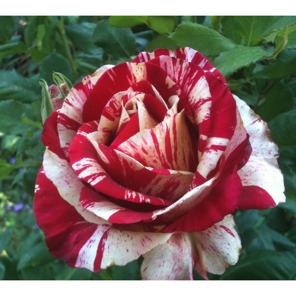 10 Sementes De Rosas Raras + | Shopee Brasil