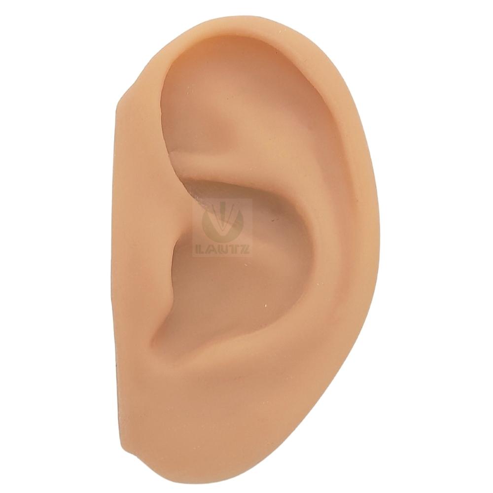 Modelo Anatômico de Orelha em Silicone - Complementar