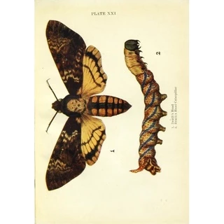 Placa Decorativa Quadro Poster Vintage Mariposa da Morte Moth Silêncio dos Inocentes Biologia Borboletário Vintage Ilustração Antiga