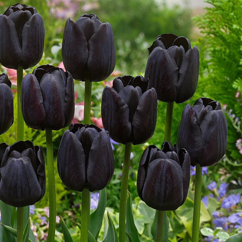 100 Sementes De Tulipas Negras Especie Rarissimas | Shopee Brasil