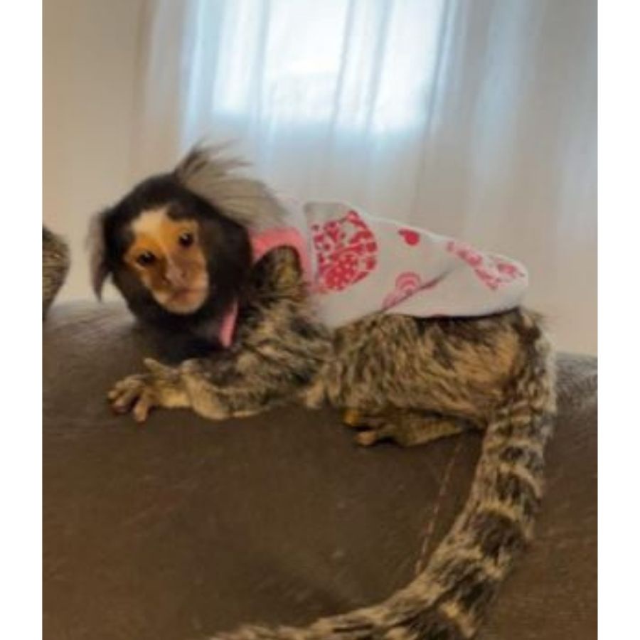 Roupas e acessórios para macaco sagui, E quando seu cliente pede  acessórios para um macaquinho Sagui 🐒💙 Joy #sagui #macaquinho #macaco  #macacosagui #modapet #modapets #monkey #macacopet, By Pet Lovers Modas