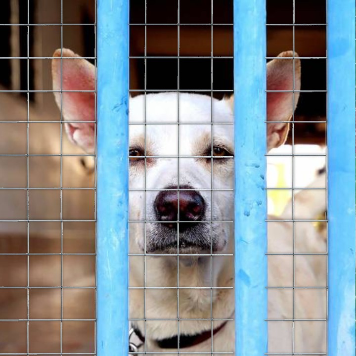 Tela Para Portão Grade Para Gato Cachorro Não fugir 5 X 0,50m