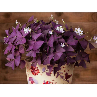 10 Sementes De Trevo Azedinha Roxo
