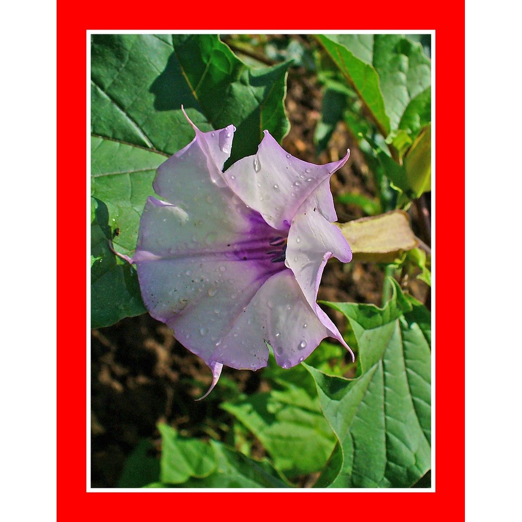 datura stramonium em Promoção na Shopee Brasil 2026