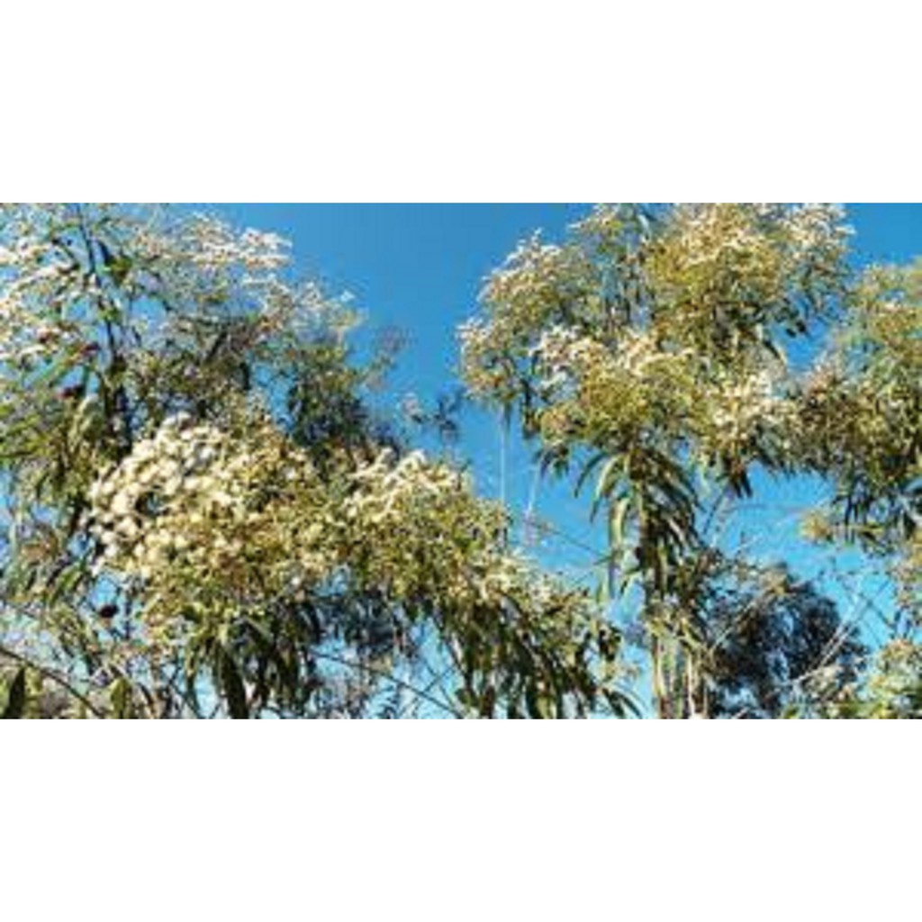 150 Sementes Flores Planta Árvore Assa Peixe Melífera Abelha Apiário Apicultura Mel Cera Pólem Própolis Melgueira cheia