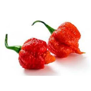 Sementes de Carolina Reaper 10 Sementes
