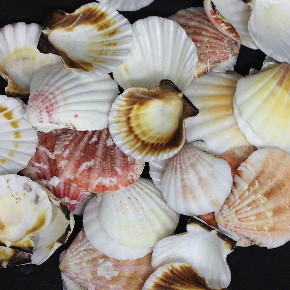 Conchas Marinhas Naturais Conchas Shell colors Mix P/ Decoração ...