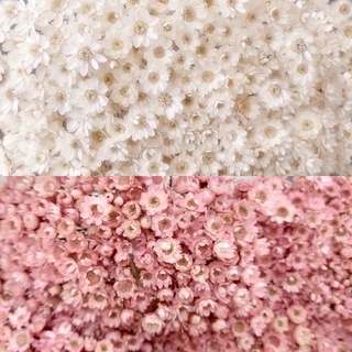 2 Maços de Sempre vivas Flores desidratadas Decoração Festa Casamento arranjos de mesa