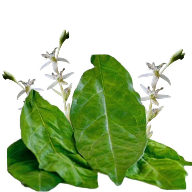 20 Sementes Guiné- Petiveria Alliacea - Anamu