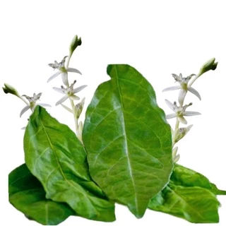 20 Sementes Guiné- Petiveria Alliacea - Anamu