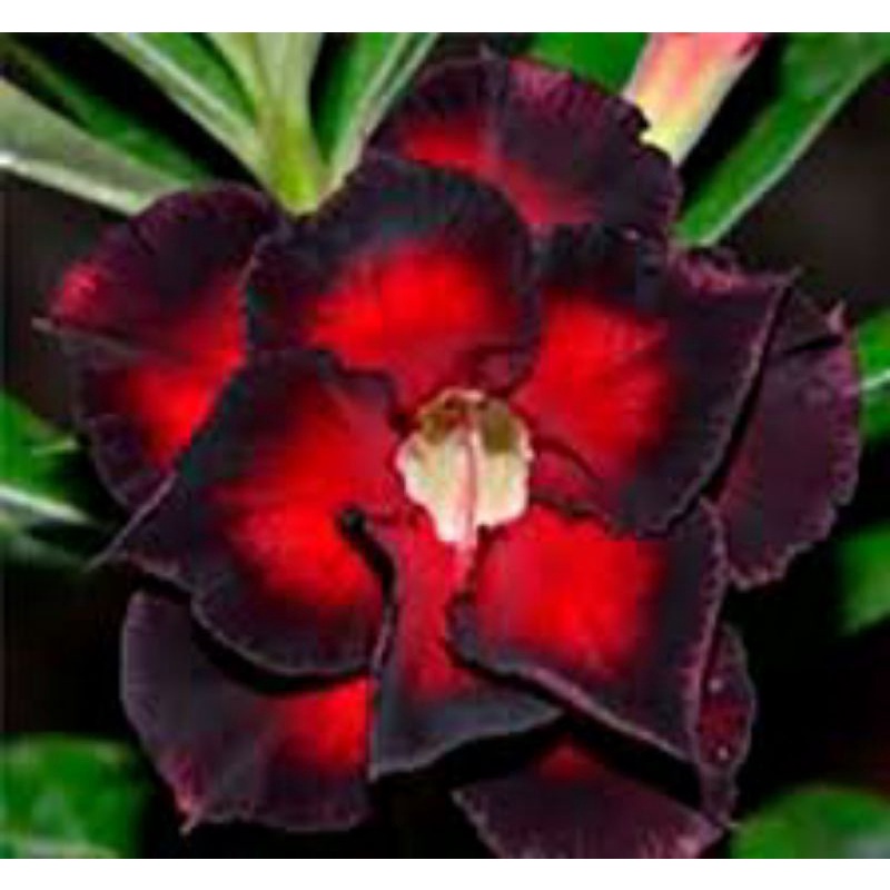 10 sementes de rosa do deserto cor talisma