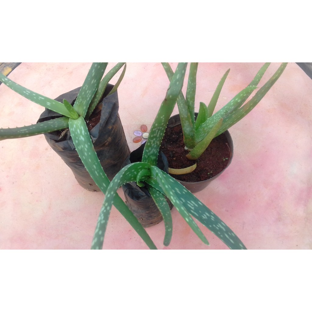 Mudas Orgânica De Babosa, Aloe Barbadensis (Aloe Vera) | Shopee Brasil